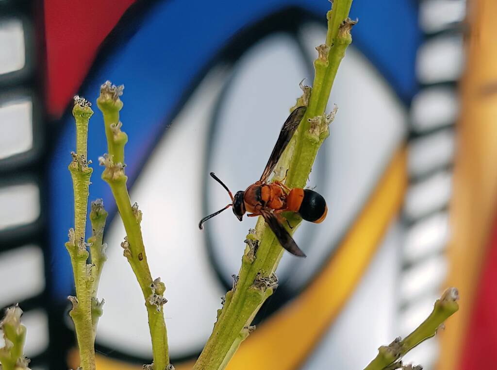 Pseudabispa bicolor ssp. nigrocinctoides (Potter Wasp), Alice Springs, NT