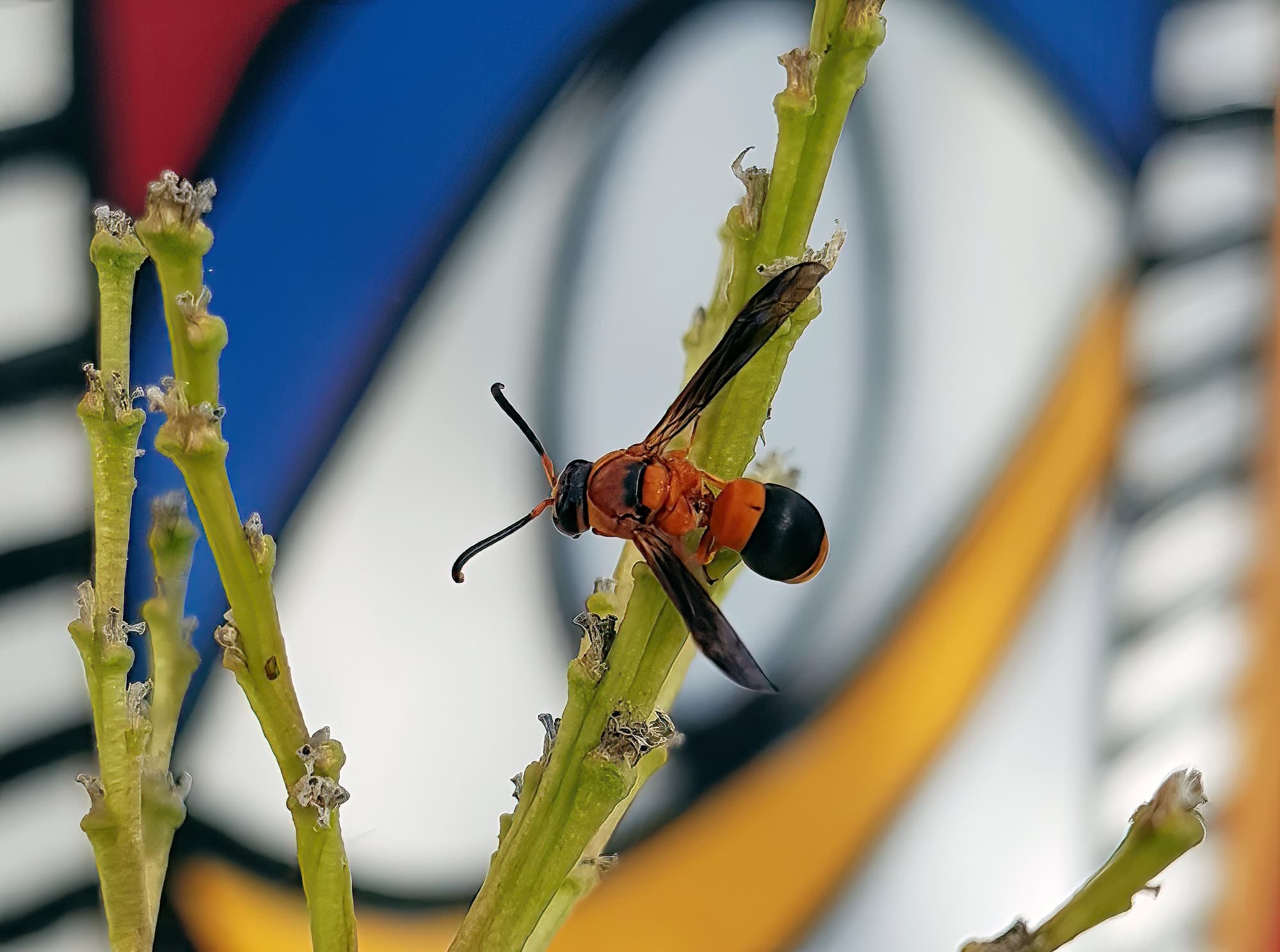 Pseudabispa bicolor ssp. nigrocinctoides, Alice Springs, NT