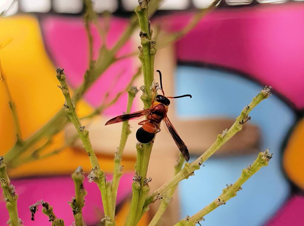 Pseudabispa bicolor ssp. nigrocinctoides (Potter Wasp), Alice Springs, NT
