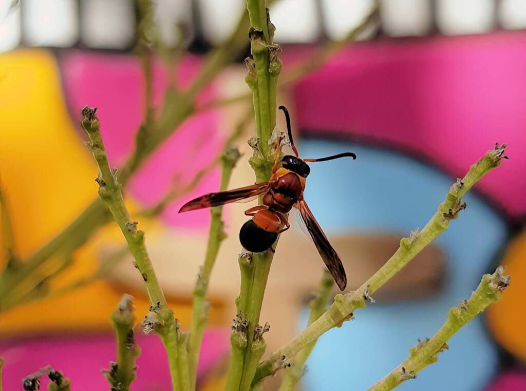 Pseudabispa bicolor ssp. nigrocinctoides, Alice Springs, NT