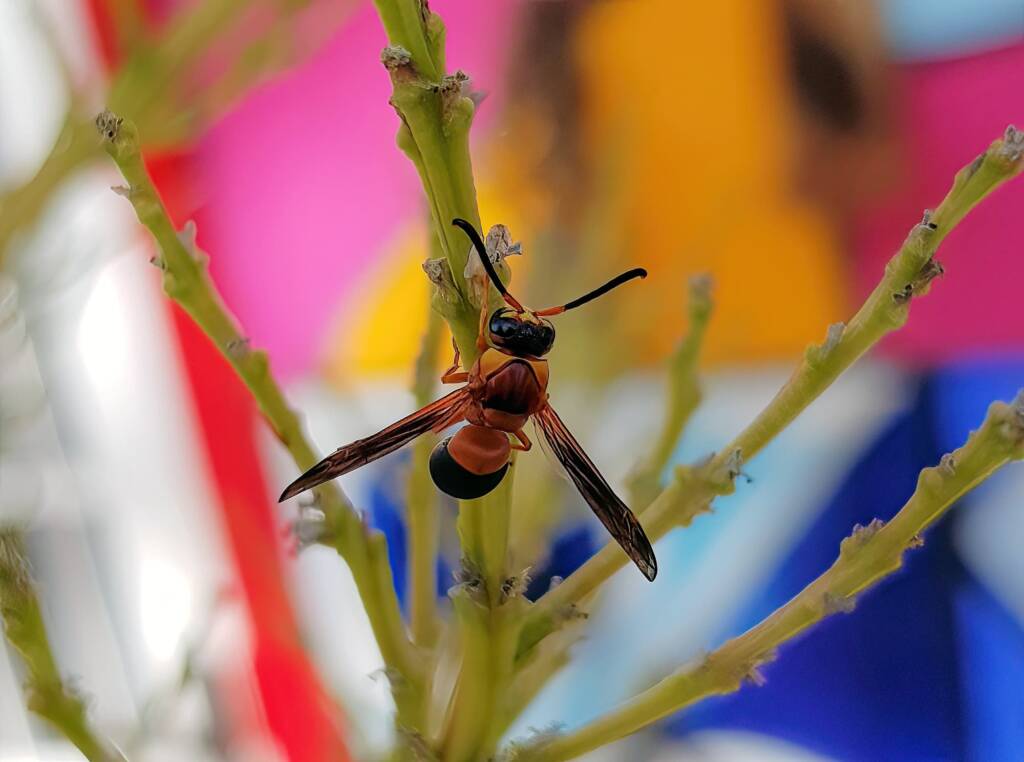 Pseudabispa bicolor ssp. nigrocinctoides, Alice Springs, NT