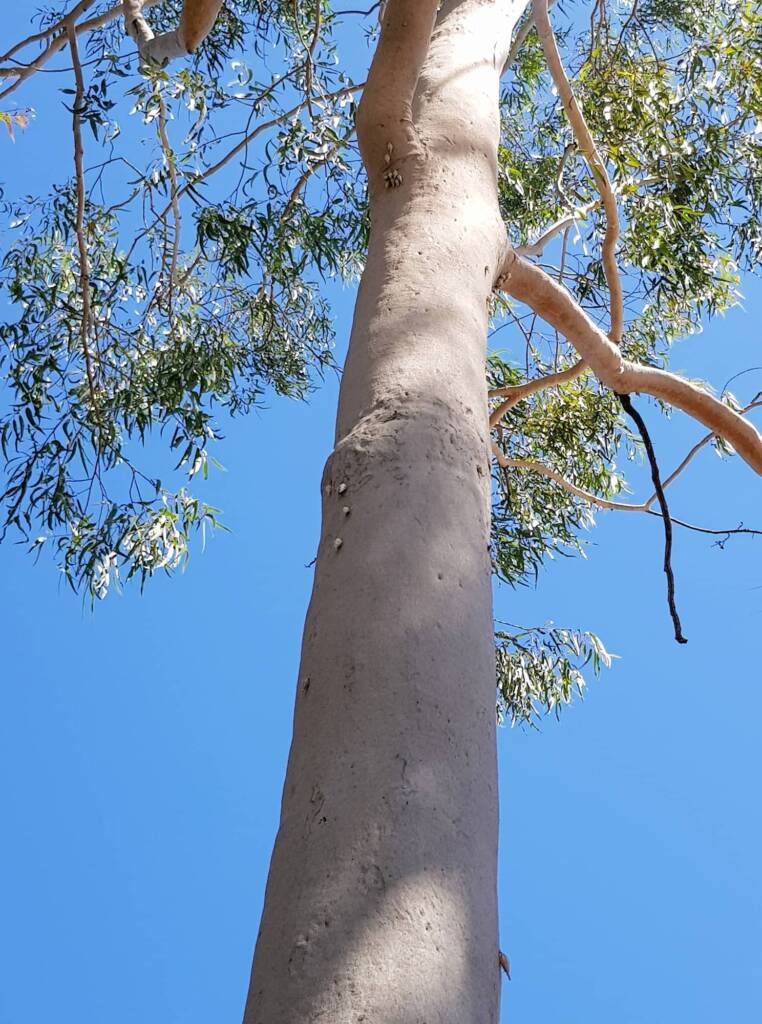 Ribbed Case Moth (Hyalarcta nigrescens), Alice Springs, NT