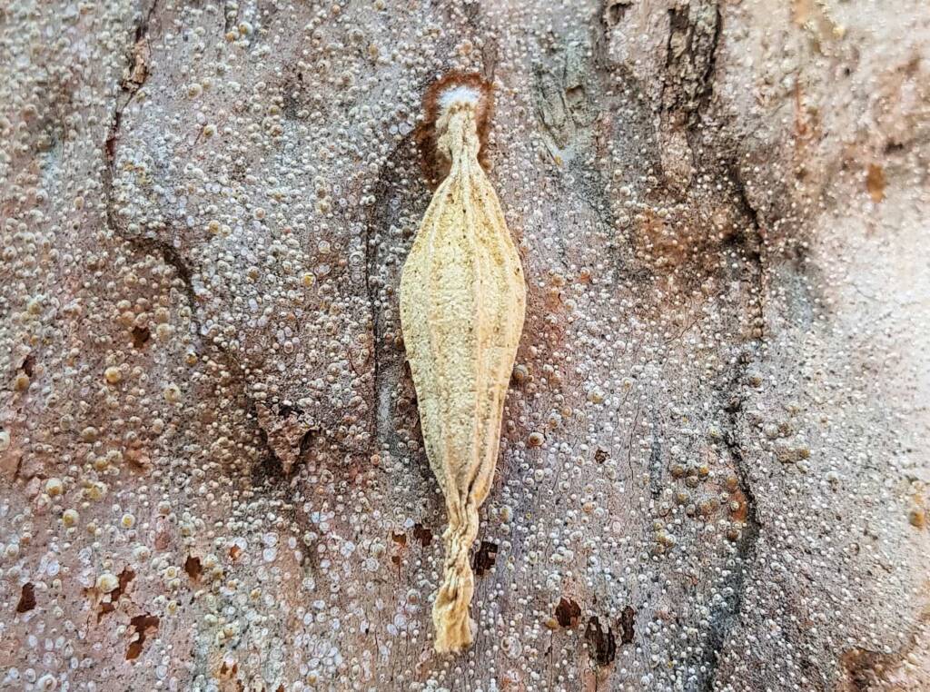 Ribbed Case Moth (Hyalarcta nigrescens), Alice Springs, NT