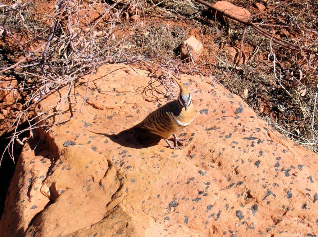 Spinifex Pigeon (Geophaps plumifera) at Kings Canyon © 2006 Greg Sully