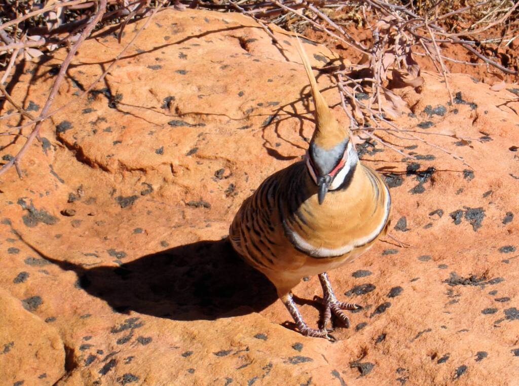 Spinifex Pigeon (Geophaps plumifera) at Kings Canyon © 2006 Greg Sully
