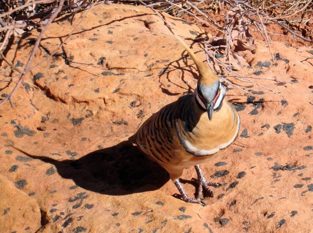 Spinifex Pigeon (Geophaps plumifera) at Kings Canyon © 2006 Greg Sully