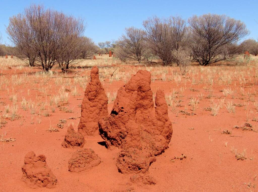 Termite mounds (Nasutitermes triodiae) - Stuart Highway, north of Alice Springs