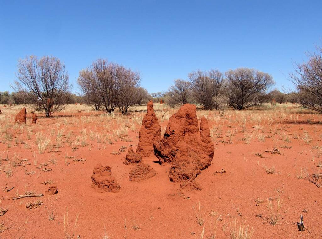 Termite mounds (Nasutitermes triodiae) - Stuart Highway, north of Alice Springs
