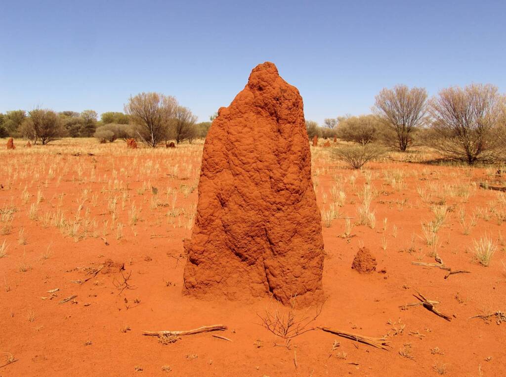 Termite mound (Nasutitermes triodiae) - Stuart Highway, north of Alice Springs