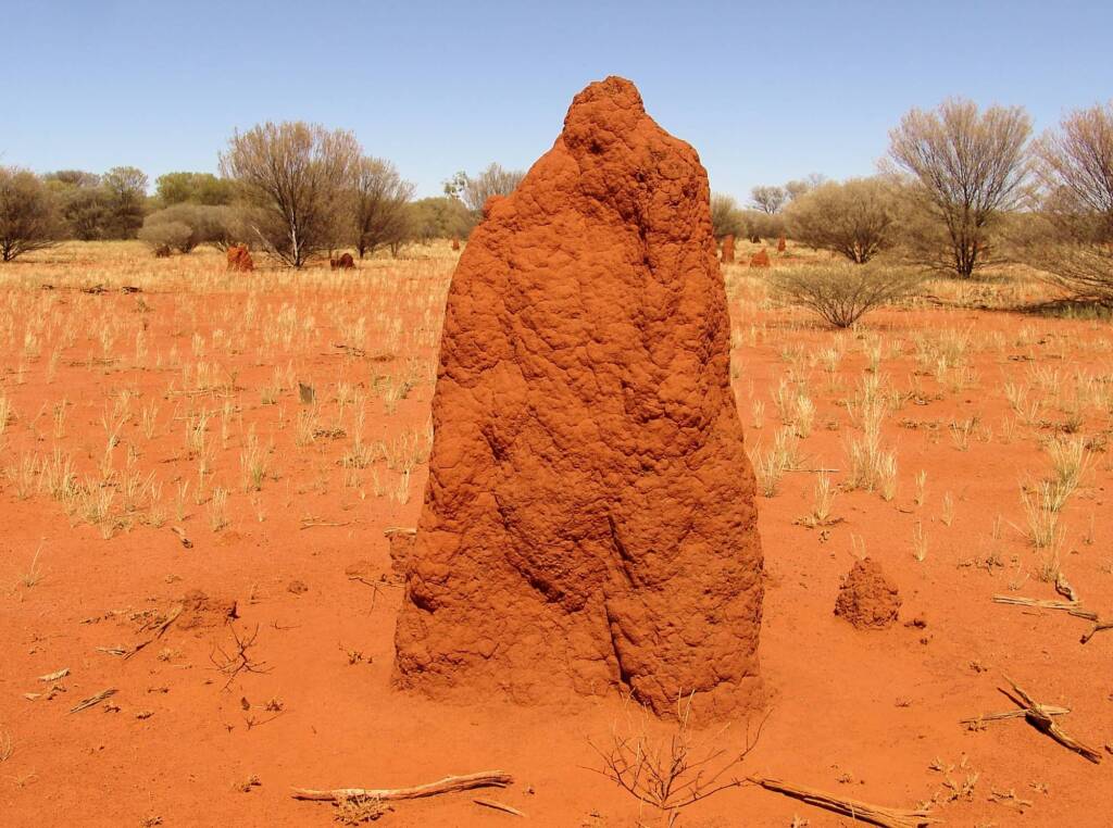 Termite mound (Nasutitermes triodiae) - Stuart Highway, north of Alice Springs