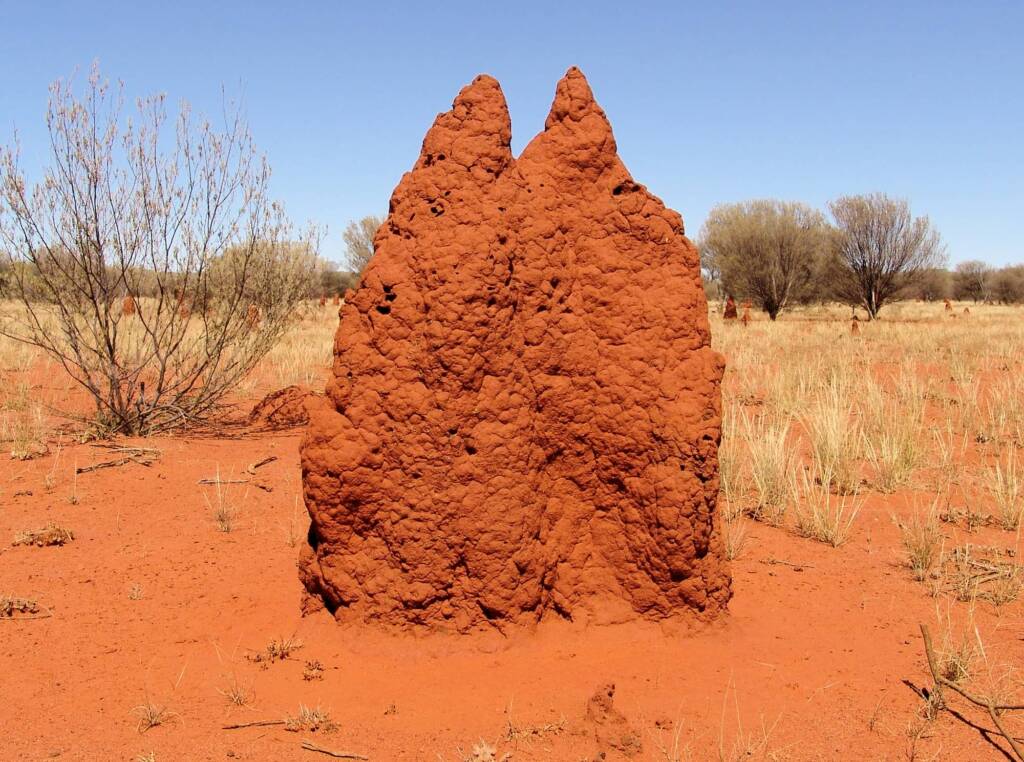 Termite mound (Nasutitermes triodiae) - Stuart Highway, north of Alice Springs