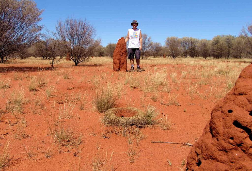 Medium size termite mound (Nasutitermes triodiae) and Mulga Ant (Polyrhachis macropa) nest