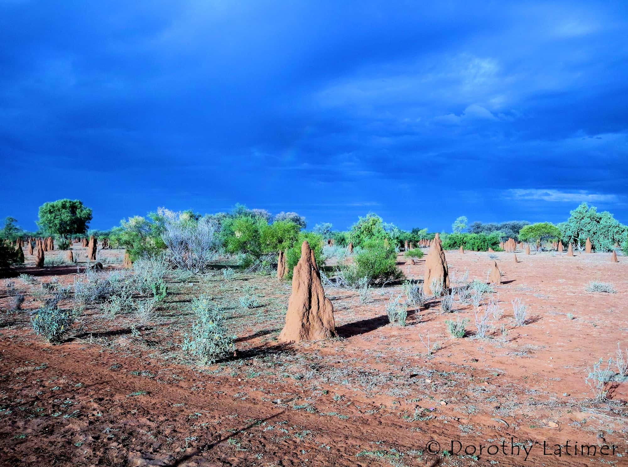 Termite mounds (Nasutitermes triodiae), Barkly Region
