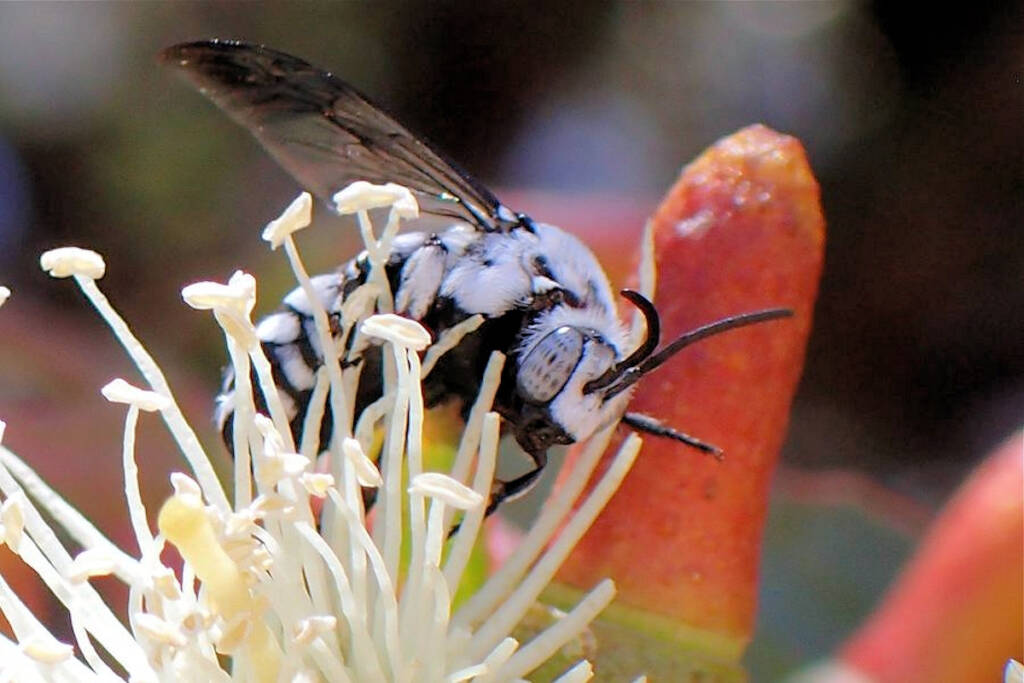 Thyreus waroonensis on Eucalyptus platypus © Gary Taylor