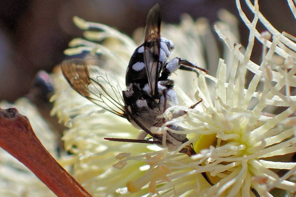 Thyreus waroonensis on Eucalyptus platypus © Gary Taylor