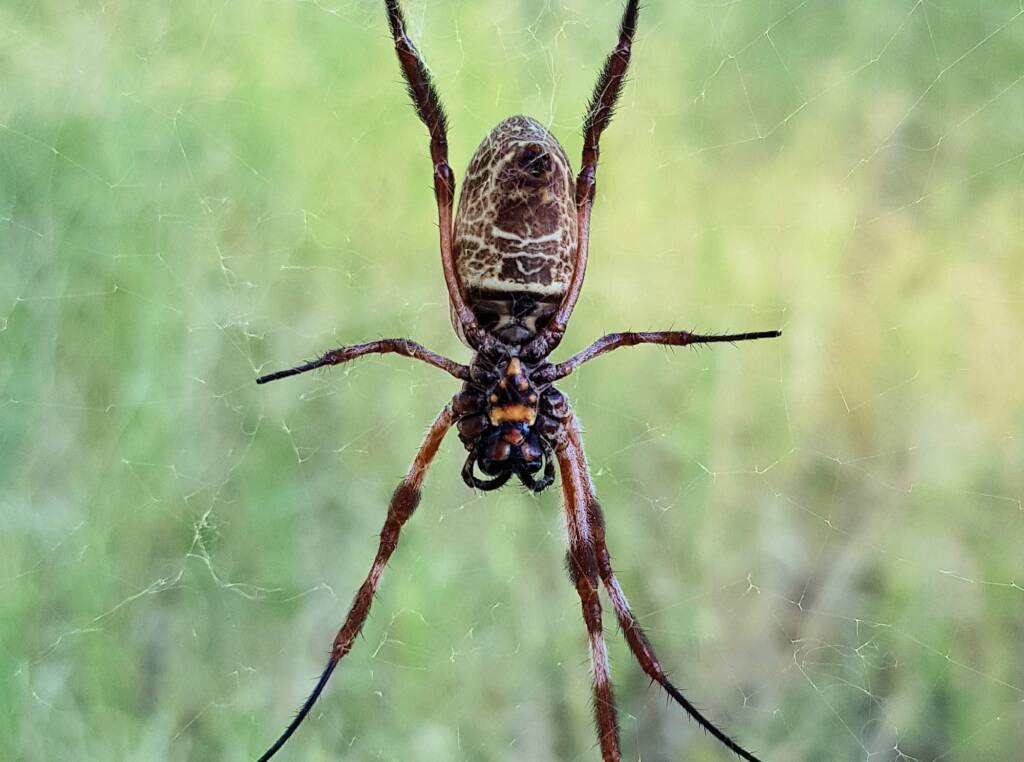 Female Australian Golden Orb Weaver Spider (Trichonephila edulis), East Alice Springs, NT