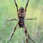 Female Australian Golden Orb Weaver Spider (Trichonephila edulis), East Alice Springs, NT