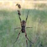 Female Australian Golden Orb Weaver Spider (Trichonephila edulis), East Alice Springs, NT