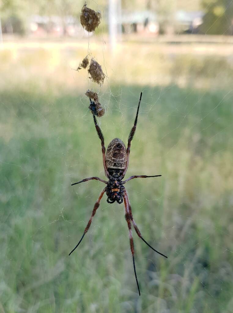 Female Australian Golden Orb Weaver Spider (Trichonephila edulis), East Alice Springs, NT