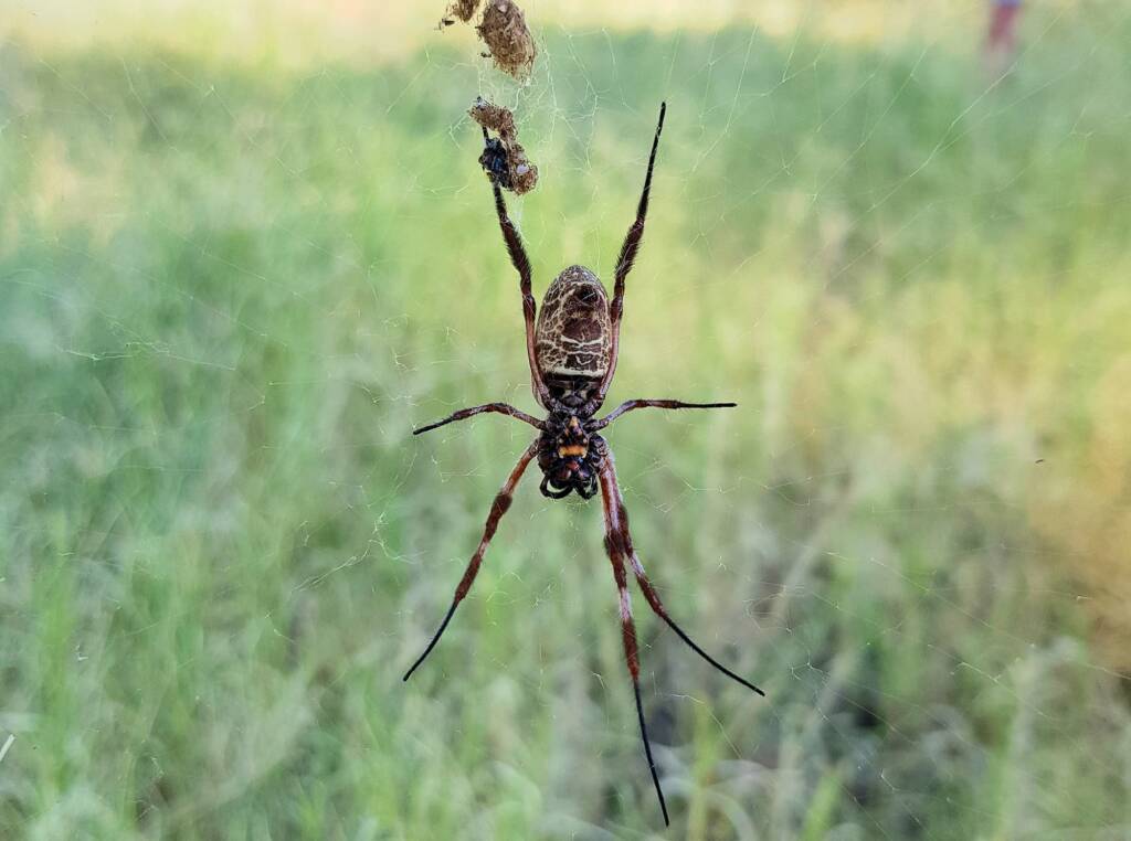 Female Australian Golden Orb Weaver Spider (Trichonephila edulis), East Alice Springs, NT