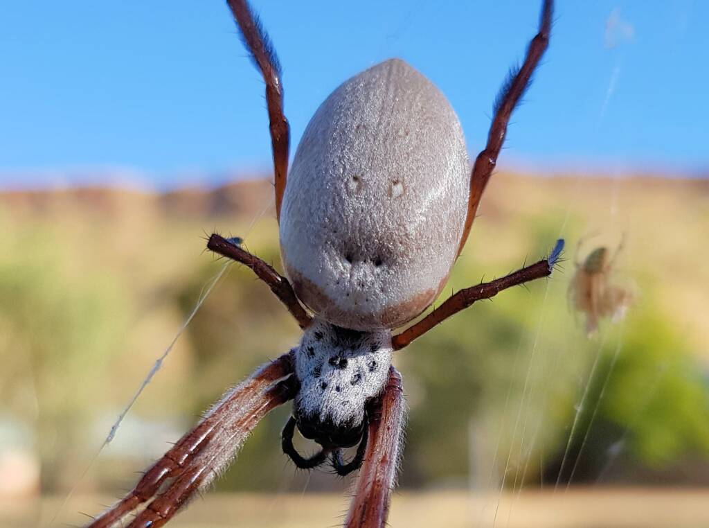 Female Australian Golden Orb Weaver Spider (Trichonephila edulis), East Alice Springs, NT