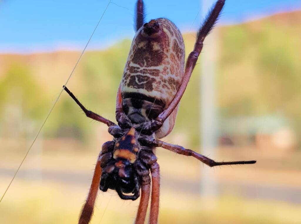 Female Australian Golden Orb Weaver Spider (Trichonephila edulis), East Alice Springs, NT