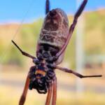 Female Australian Golden Orb Weaver Spider (Trichonephila edulis), East Alice Springs, NT
