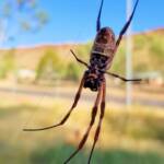 Female Australian Golden Orb Weaver Spider (Trichonephila edulis), East Alice Springs, NT