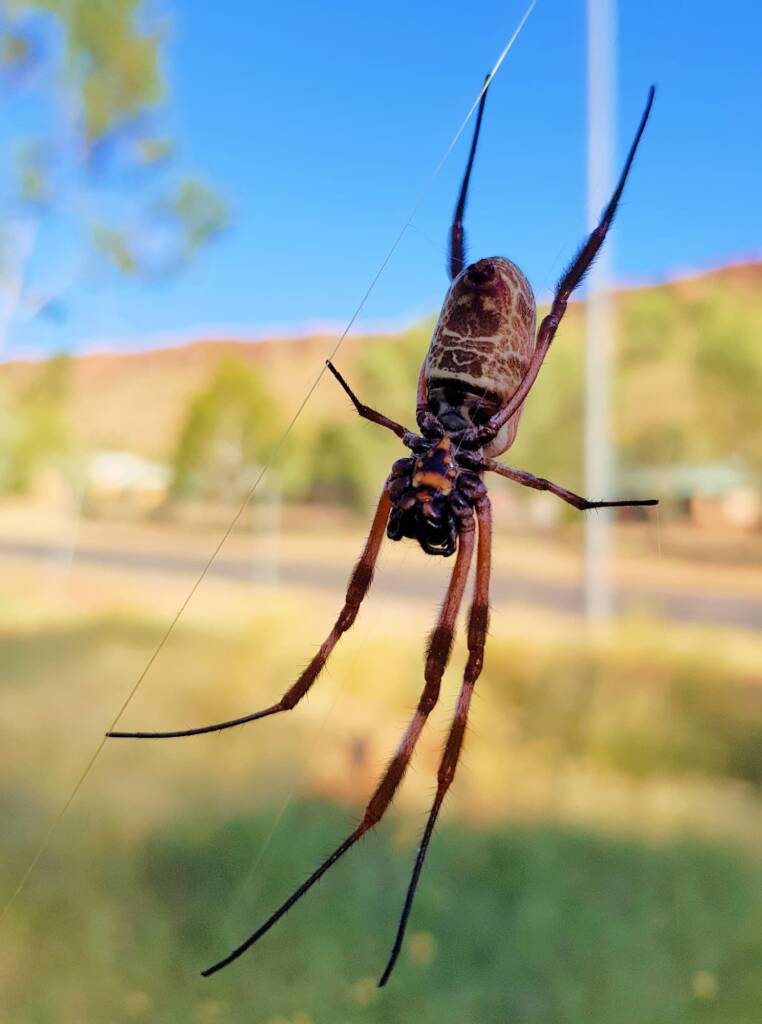 Female Australian Golden Orb Weaver Spider (Trichonephila edulis), East Alice Springs, NT