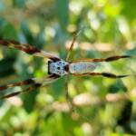 Young Female Australian Golden Orb Weaver Spider (Trichonephila edulis), Larapinta / Alice Springs, NT