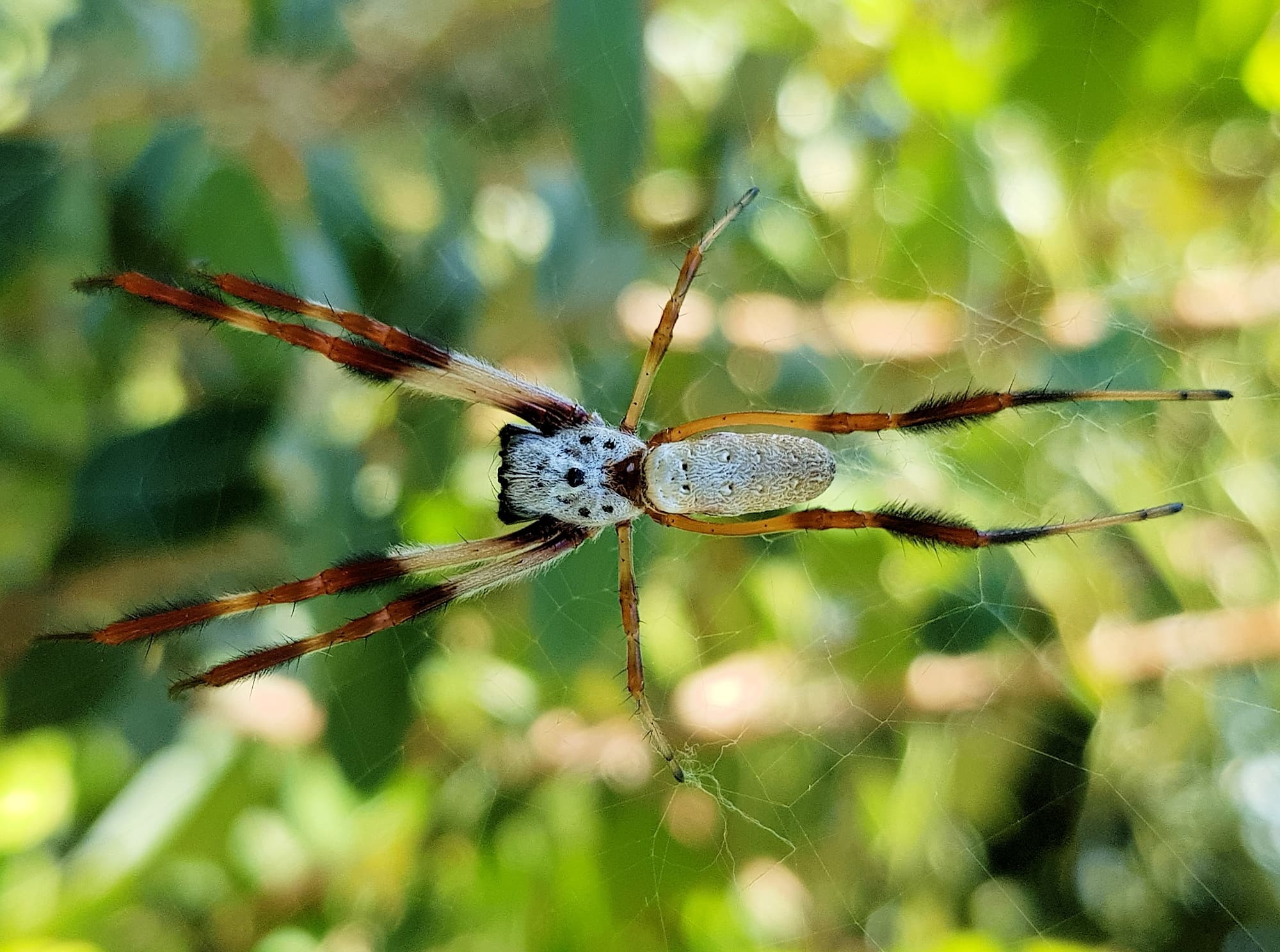 Young Female Australian Golden Orb Weaver Spider (Trichonephila edulis), Larapinta / Alice Springs, NT