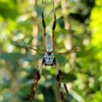 Young Female Australian Golden Orb Weaver Spider (Trichonephila edulis), Larapinta / Alice Springs, NT