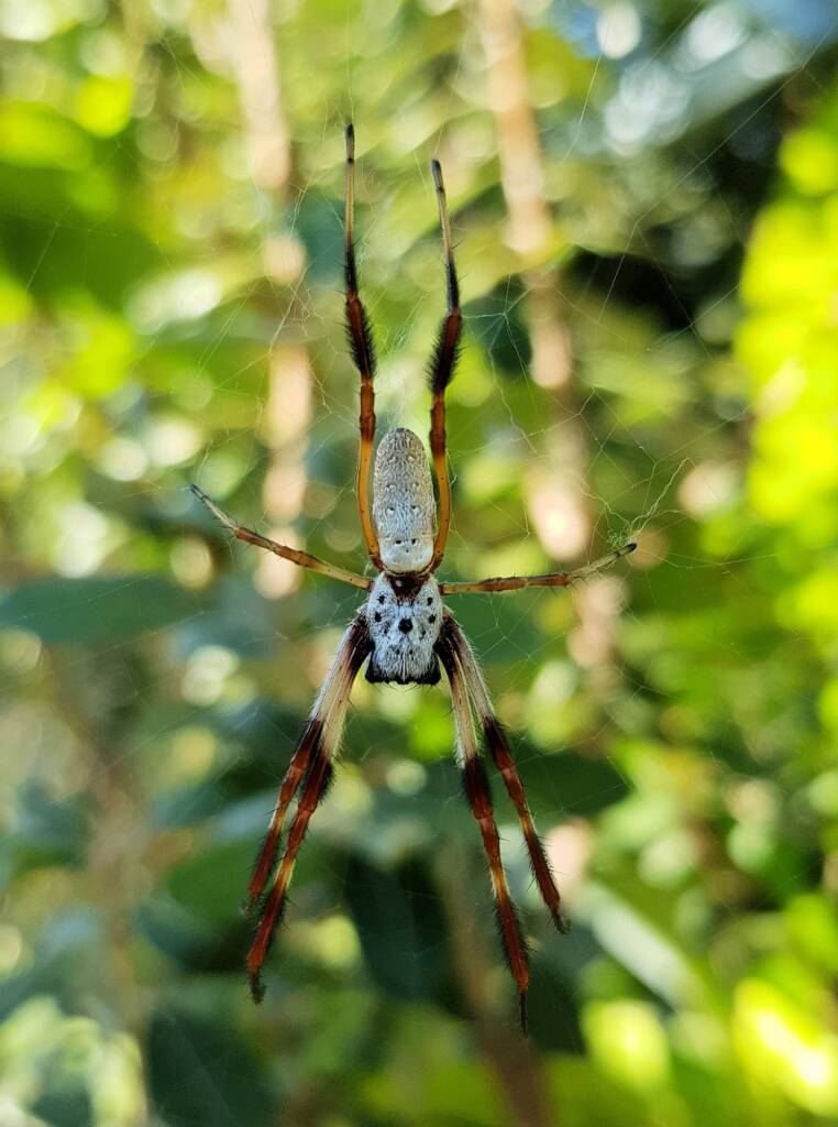 Young Female Australian Golden Orb Weaver Spider (Trichonephila edulis), Larapinta / Alice Springs, NT