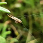 Hackled Orbweavers (family Uloboridae), Alice Springs, NT