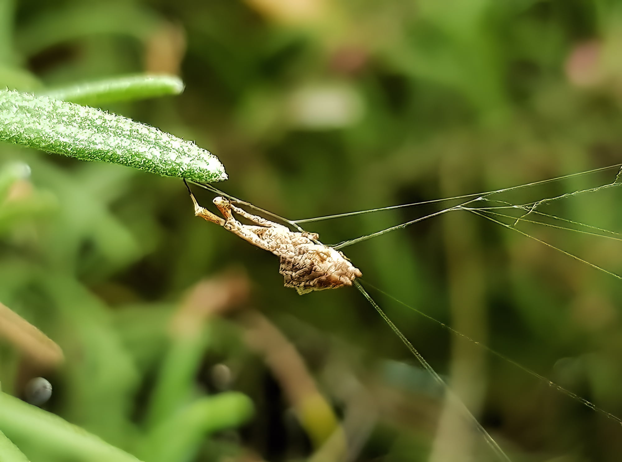 Hackled Orbweavers (family Uloboridae), Alice Springs, NT
