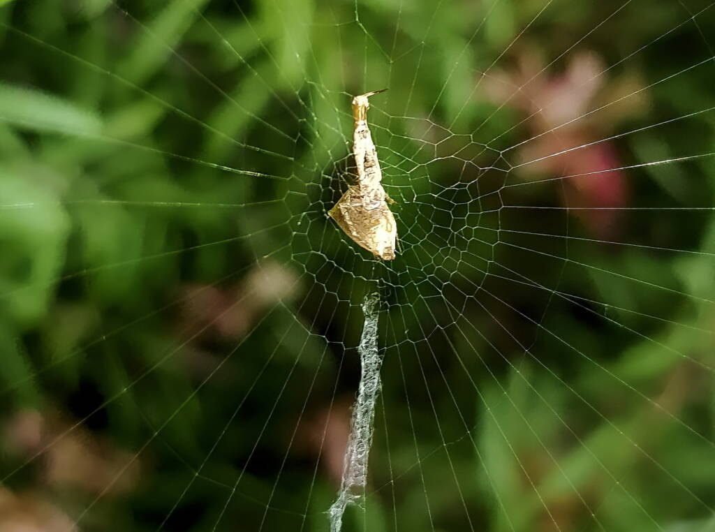 Hackled Orbweavers (family Uloboridae), Alice Springs, NT