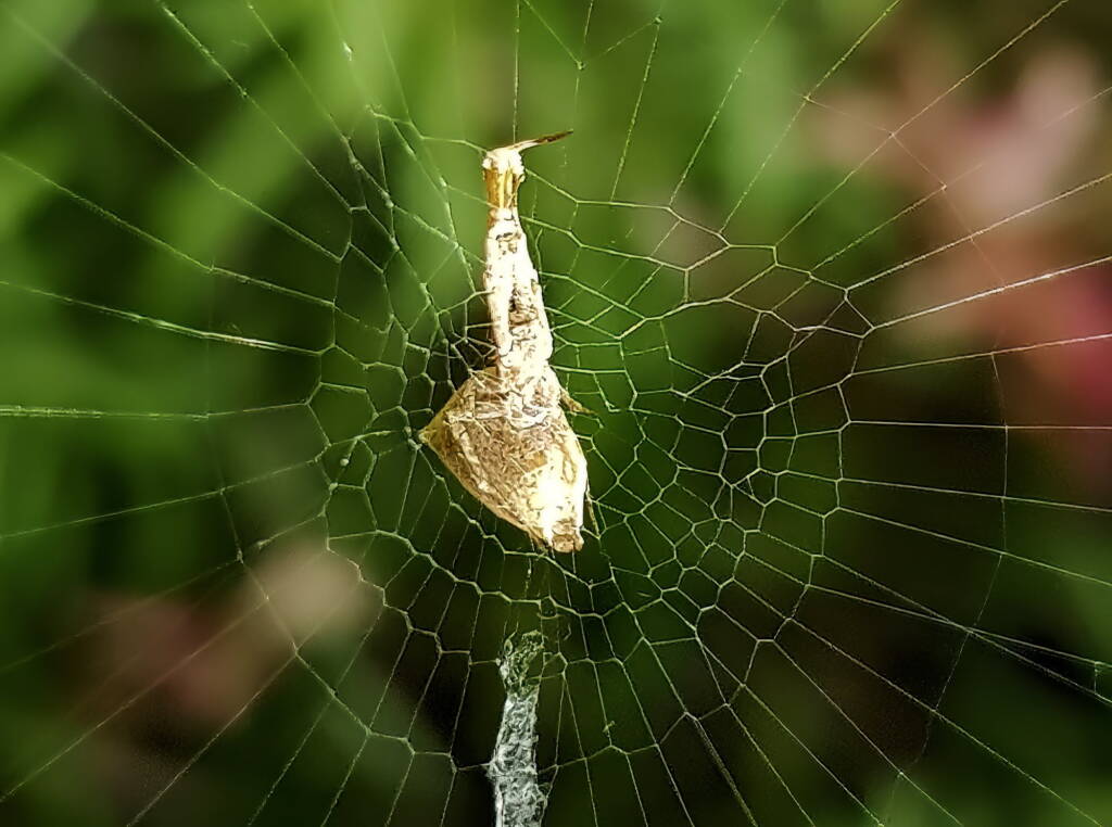 Hackled Orbweavers (family Uloboridae), Alice Springs, NT