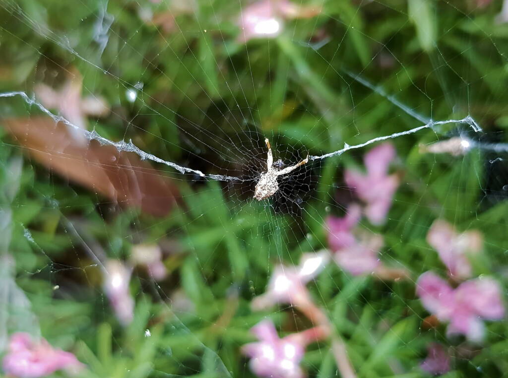 Hackled Orbweavers (family Uloboridae), Alice Springs, NT