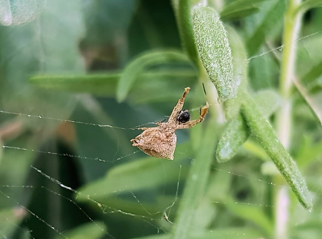 Hackled Orbweavers (family Uloboridae), Alice Springs, NT