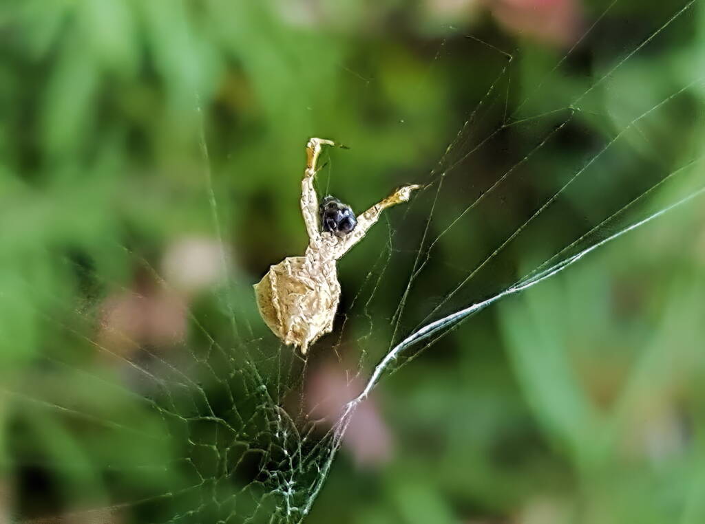 Hackled Orbweavers (family Uloboridae), Alice Springs, NT