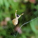 Hackled Orbweavers (family Uloboridae), Alice Springs, NT