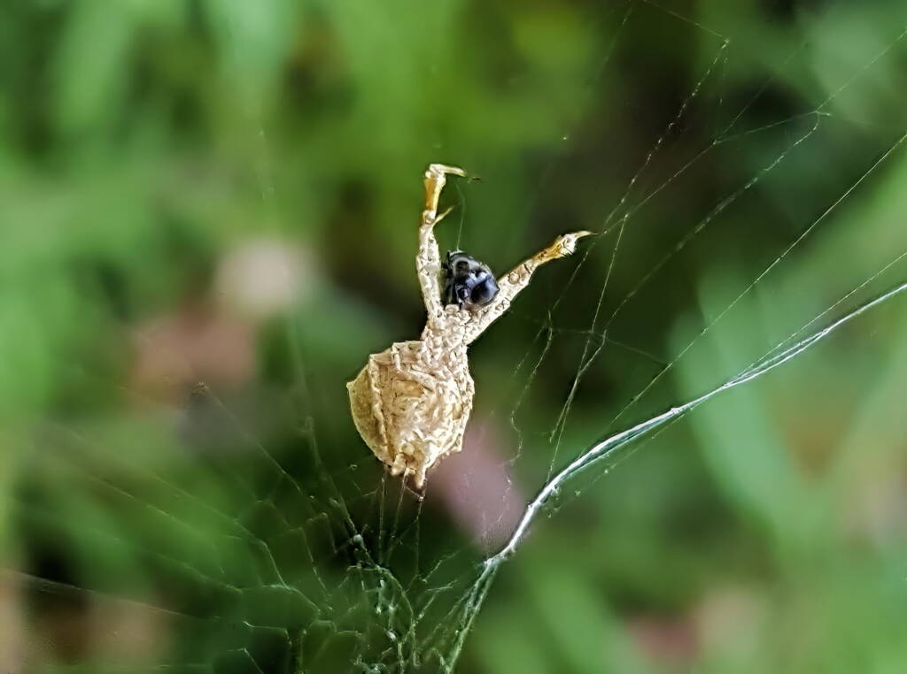 Hackled Orbweavers (family Uloboridae), Alice Springs, NT