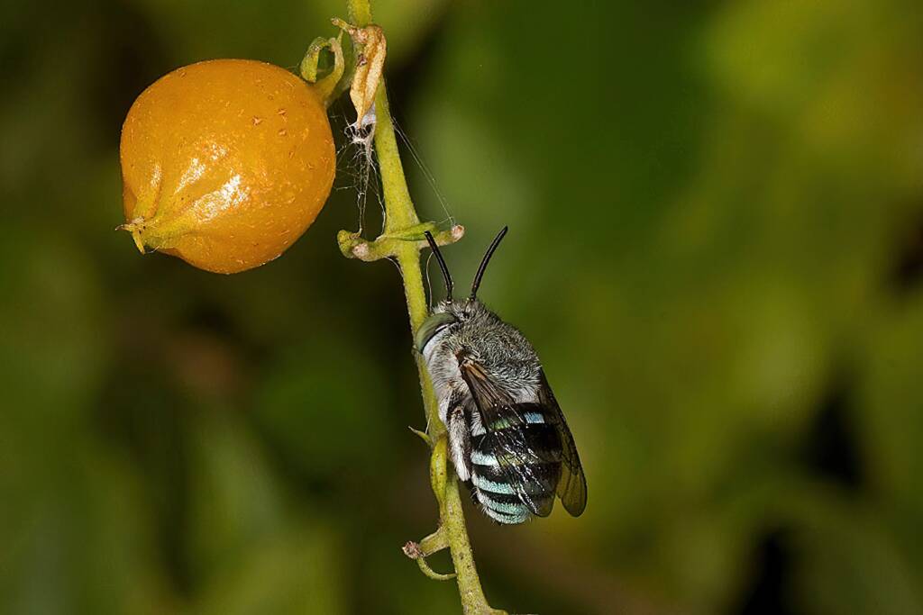 Amegilla (Zonamegilla) walkeri, NT © Marc Newman