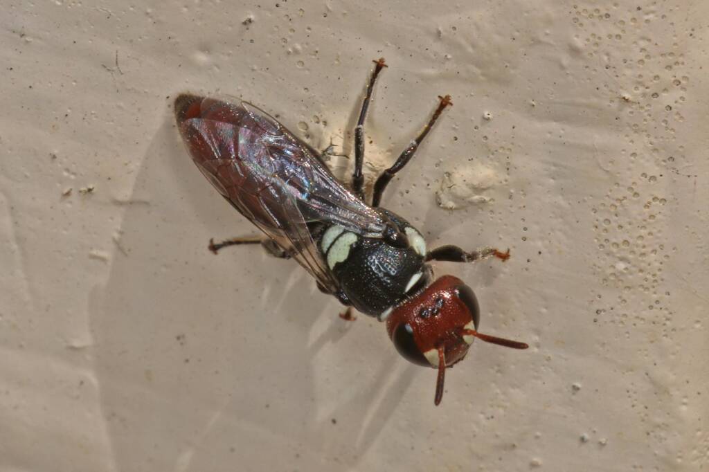 Hylaeus (Euprosopoides) ruficeps ruficeps (in regional Toowoomba) © Marc Newman