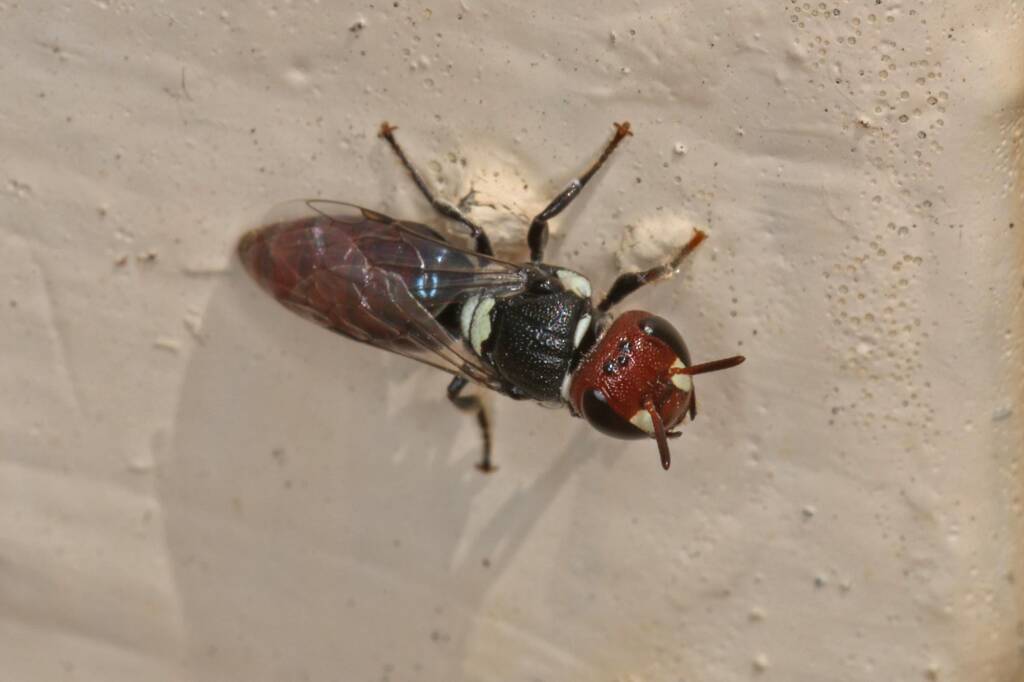Hylaeus (Euprosopoides) ruficeps ruficeps (in regional Toowoomba) © Marc Newman