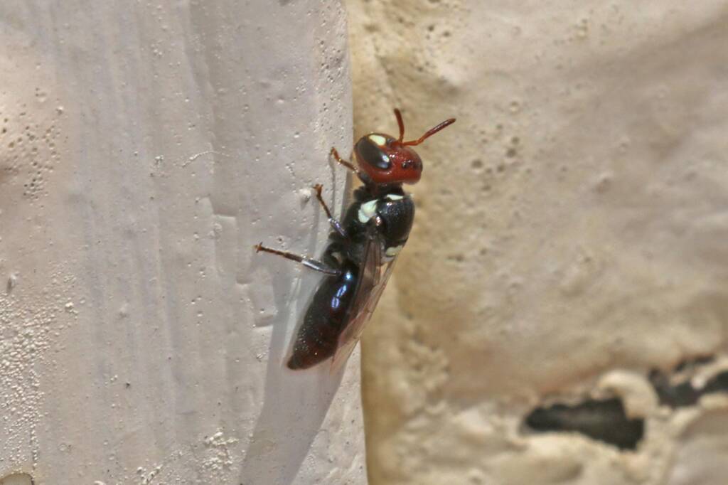 Hylaeus (Euprosopoides) ruficeps ruficeps (in regional Toowoomba) © Marc Newman