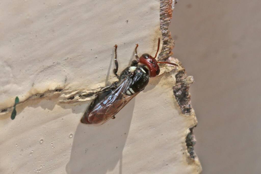 Hylaeus (Euprosopoides) ruficeps ruficeps (in regional Toowoomba) © Marc Newman