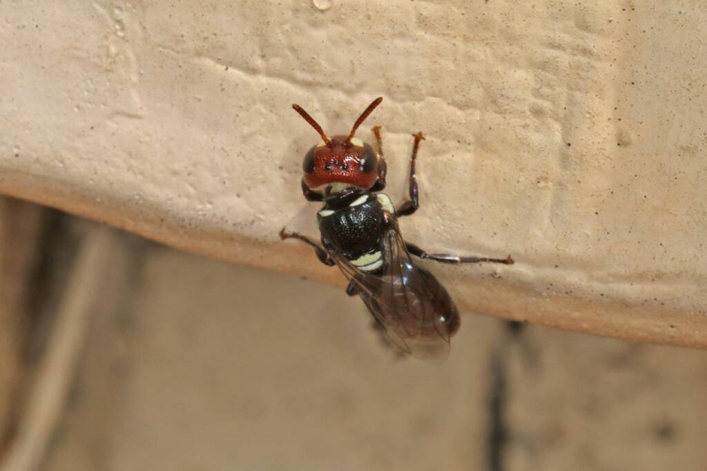 Hylaeus (Euprosopoides) ruficeps ruficeps (in regional Toowoomba) © Marc Newman