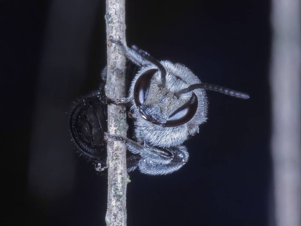 Lipotriches muscosa, Ballandean QLD © Marc Newman