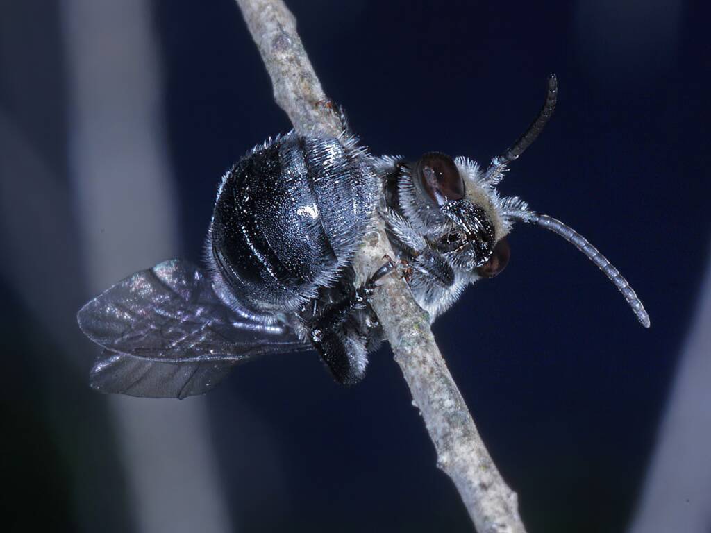 Lipotriches muscosa, Ballandean QLD © Marc Newman